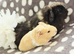 Boars available