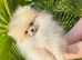 Tiny teddy Pomeranian puppy 1 boy left