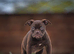 5 star Licensed, olde English bulldog, old tyme bulldog