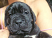 Full pedigree!!! Huge Cane Corso pups