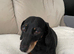 Black and Tan Dachshund Boy