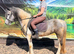 Lovely sweet little pony