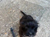 Girl puppy