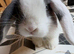 Baby mini lop
