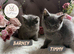 Stunning GCCF BSH Kittens Ready Now