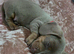 (Sold awaiting new familys)Health Tested KC Miniature Dachshund Puppys (REDUCED PRICE)