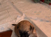 Shihpoo puppies from a galaxy faraway