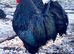 Australrop Black LF hatching fertilised eggs rare