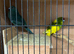 Kakarikis