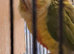 Proven Pair of Conures