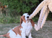 Quality KC REG. Basset pup
