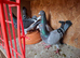 Stock racing pigeons