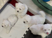 Maltipoo poppies for sale