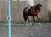 Super allrounder gelding 16hh