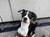 swiss mountain dog