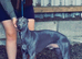 Kc registered whippet stud