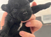 5 beautiful shihpoo puppies
