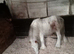 King bred small colt for sale