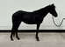 Show pony type