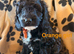 3 gorgeous cockapoo girls