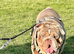 15months old English bulldog