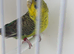 BLACKWINGS HEN RING NUMBER 63 RED RING 2024 bred