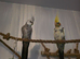 2 cockatiels (not tame)