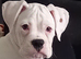 Boxer puppies