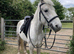 New forest gelding