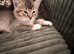 Kittens ready for their forever homes