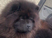 Chow chow stud