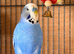 Adult Budgies Looking for Loving Homes – Folkestone