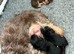 Stunning Silky Wire Haired Dachshunds