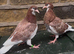 Young Birmingham roller pigeons