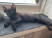 Kittens ready for forever home