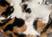 Beautiful kittens