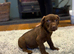 3 Beautiful Patterdale terrier boys
