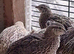 Quails: Point of Layin, 8 Weeks, 6 Weeks and a day old chicks available