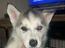 PURE SIBERIAN HUSKY PUPPIES