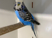 Budgies