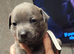 beautiful puppies
