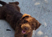 Patterdale pups (nick stevens lines)