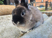 Handsome Netherland Dwarf Buck