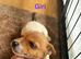 5 beautiful jack Russell puppies