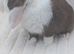 Choc split mini lop buck