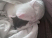 Kittens looking for there forever homes