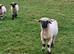 Valais Blacknose sheep