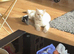 Beautiful male British shorthair