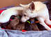 Siberian Shepsky x Weimaraner Puppies