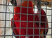 Pair scarlett macaws